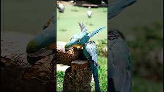 blue parrot tamil tamilshots tamilvideo tamilnewstoday tamiltrending tamilreels tamilreceipe [upl. by Francie]