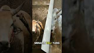 Pacu Jawi shorts facts [upl. by Eiahpets]