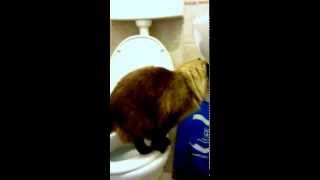 Cat goes to toilet 猫去厕所 кот ходит в туалет [upl. by Aitnauq381]