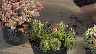 Hoe verzorg je vetplanten sempervivum of alpineplanten [upl. by Anire]