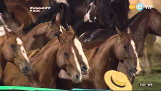 Ingreso de Tropillas Entabladas en el Festival de Jesús María 2016 [upl. by Joell]