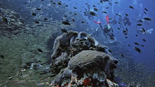 Diving in Richelieu Rock  Thailand Feb 23 [upl. by Leamiba]