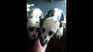 Dalmatian puppies  4 months old [upl. by Reinhard789]