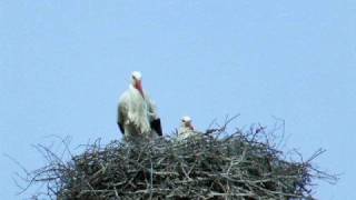 Storks making sounds [upl. by Steven]