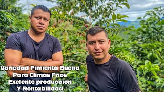 Variedad Para Clima Frío Con Excelente Producción [upl. by Raviv]