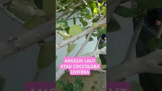 ANGGUR LAUT ATAU COCCOLOBA UVIFERA [upl. by Jules942]