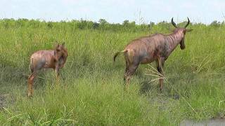 SOUTH AFRICA Tsessebe or topi antelope Kruger national park hdvideo [upl. by Leff]