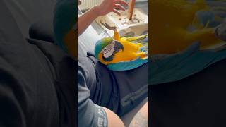 Parrot wants to Play 🤩😘  macaw birds reels trending viralvideo ytshorts shorts [upl. by Htirehc]