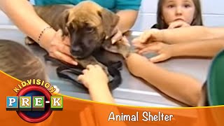 Animal Shelter  Virtual Field Trip  KidVision PreK [upl. by Elrebmik]