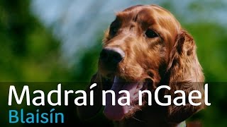 Madraí na nGael  EP3 Sotair Éireannacha  Dé Máirt 2911 800pm  TG4 [upl. by Enelyahs272]