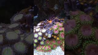 ITC Reef Delete Zapping Aiptasia reef tank [upl. by Nyrb]