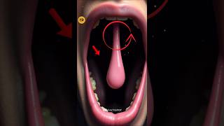 Surprising Facts About Your Uvula More Than Just a Dangly Thing youtubeshorts youtube ytshorts [upl. by Gabriellia]