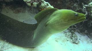 Green Moray Eel in Cozumel [upl. by Ereveniug]