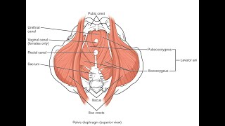 Muscles that make up the Urogenital diaphragm and Pelvic diaphragm [upl. by Eniale]