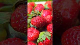 Strawberry seeds satisfying strawberry yt fruit seeds [upl. by Yasmar]