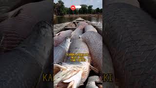 Perburuan Monster Arapaima❗ikan arapaima ikanpredator viral shorts mancing fyp predatorfish [upl. by Bloxberg]