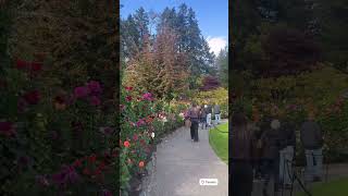 Vancouver Walking Tour  Blooms amp Beauty in 4K [upl. by Aynat]