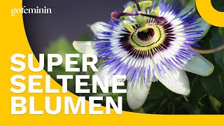 Sommerblumen die garantiert nicht alle haben [upl. by Izy781]