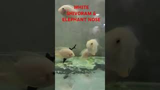 WHITE SHIVORAM amp ELEPHANT NOSE [upl. by Aihceyt]