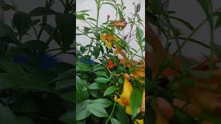 Tecoma flower viral ytshorts gardening grihshobha [upl. by Annat]