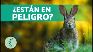 ¿Cuántas CRÍAS Puede Tener un CONEJO 🐇 Características y Hábitat de los Conejos [upl. by Aleahs]