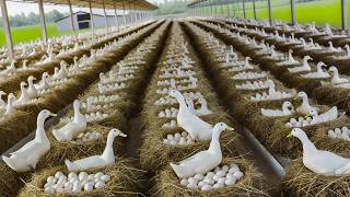 Harvesting Duck Eggs  Duck Egg Farm Business  DIY Cheap Food for Ducks [upl. by Eiduj263]