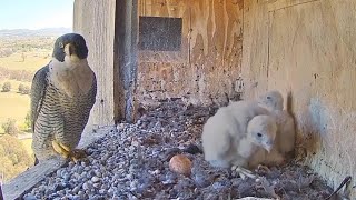 Amazing peregrine Falcon and their beautiful chicks [upl. by La]