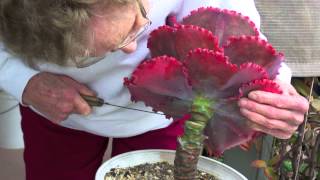 How to Behead and Propagate Ruffled Echeverias [upl. by Aer715]