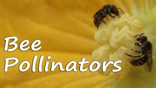 Bee Pollination  A Beautiful Natural Act [upl. by Nitas434]