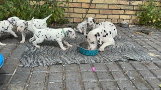 Dalmatian puppies explore the yard [upl. by Norrahs]