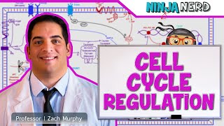 Cell Biology  Cell Cycle Regulation [upl. by Cirdek]