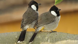 White eared bulbul sounds to attract Other bulbuls [upl. by Akemrej]