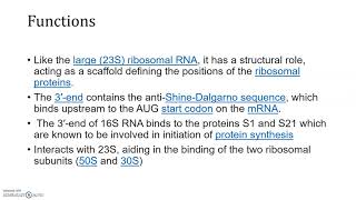 16S rRNA sequence Analysis [upl. by Rubel]