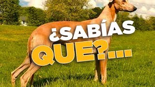 20 CURIOSIDADES SOBRE LOS GALGOS [upl. by Romilda592]