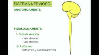 SISTEMA NERVIOSO 1 [upl. by Losyram]