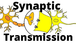 Synaptic Transmission – Neurotransmission explained [upl. by Auqinehs]