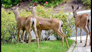 Do Deer Treat Your Garden Like a Salad Bar [upl. by Jeffery]