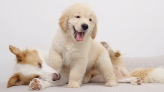 Golden Retriever Puppy Shows Border Collie Whos the Boss on the Couch [upl. by Nyahs]