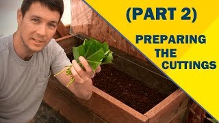 Propagate Plants Like a Pro Part 2  Preparing the Cuttings of English Laurel [upl. by Gnuj]