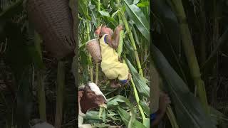 Oh  CUTIS harvests a lot of corncutis monkey shortvideo [upl. by Anitsuj]