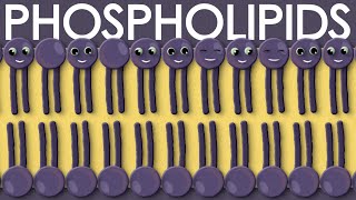 Phospholipids types structure and function [upl. by Boatwright]