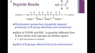 017Peptide Bonds amp Amino Acid pKs [upl. by Gaulin315]