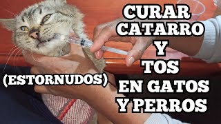 Cómo curar CATARRO en gatos y perros estornudos y tos [upl. by Garek]