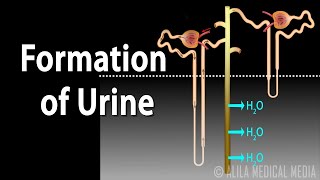 Reabsorption in the Nephron [upl. by Annot568]