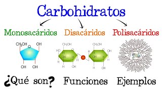 🍞 Carbohidratos 💥 ¿Qué son 🥔 Funciones 🍟 EJEMPLOS 🥞 Fácil y Rápido  BIOLOGÍA [upl. by Carolynn868]