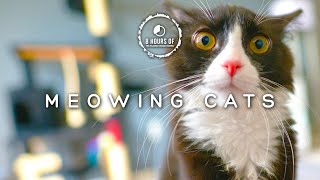 Scare MICE Away FAST with These CAT Meowing Sounds Cat Sounds to Scare Mice [upl. by Yednil]