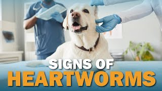 Signs Your Dog May Have Heartworms  Talkin Dogs [upl. by Egin]