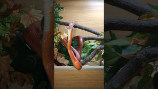 🐍🐍🐍cornsnake reptiles pets snake dc animalovers python viralvideo viralshorts hobby [upl. by Byrann564]