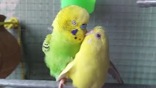 Budgie Mating Call 2 [upl. by Koo]