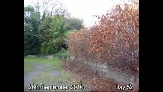 IVMs Japanese Knotweed Eradicating FAST System Video 3 [upl. by Coulombe]